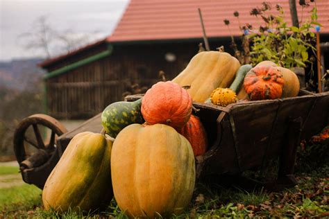 Správne uskladnené tekvice
