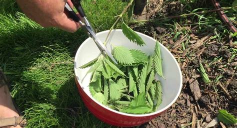 Infografika o liečivých účinkoch slepačej polievky