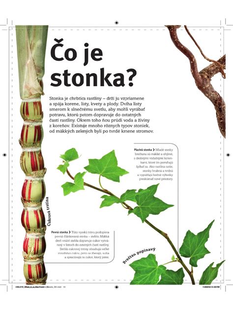 Ukážka zafarbeného marcipánu