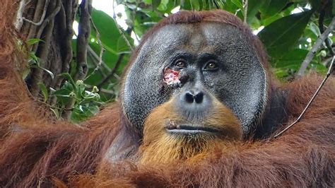 Orangutan v Malajzii