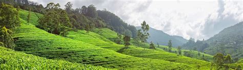 Čajové plantáže v Malajzii