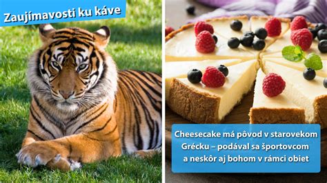 História cheesecaku