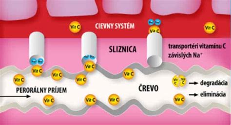 Schéma imunitného systému