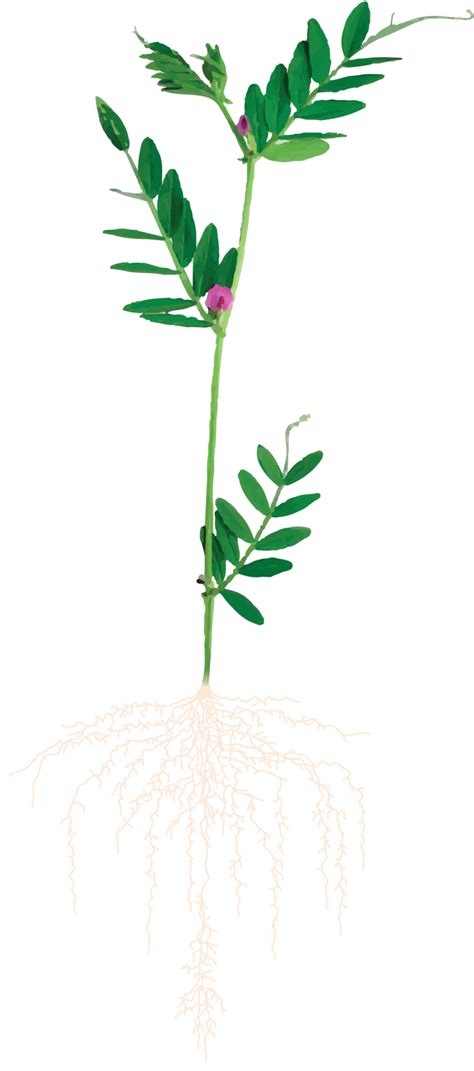 Ilustrácia rastliny ovsa