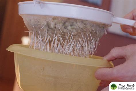 Odkvapkávanie syrovej hmoty v sitku