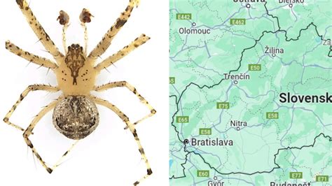 vrchnákové pavúky