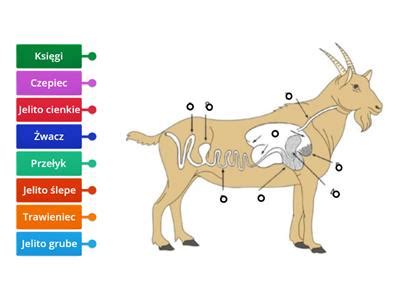 Anatomia tráviaceho systému kozy