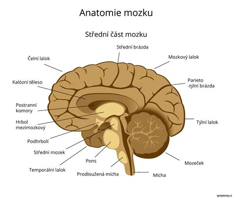Ilustrácia mozgu s vyznačenými oblasťami zodpovednými za reguláciu príjmu potravy a nálady.