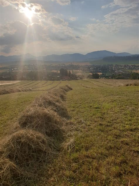 Kvalitné seno pre činčily