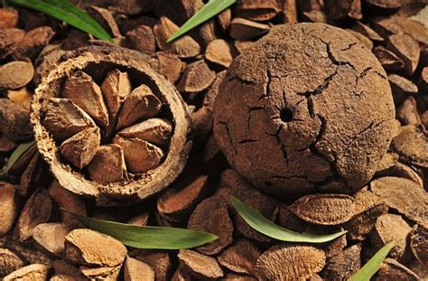 Para orechy v škrupine a lúskané