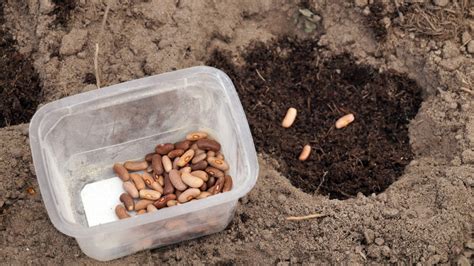 Proces klíčenia semien nechtíka