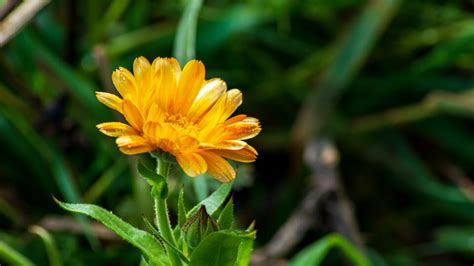 Odstraňovanie odkvitnutých kvetov nechtíka