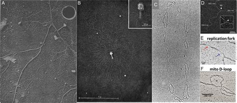 Ilustračná fotka hotových gaštanových guľôčok