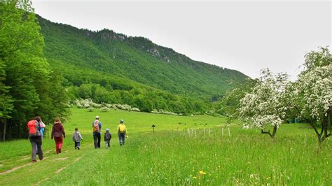 Fotografia somárov pasúcich sa na sysľovisko