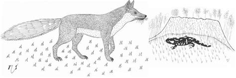Ilustrácia líšky lichotiacej havranovi