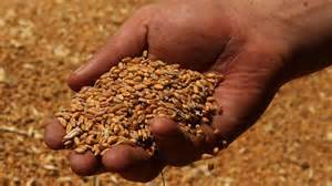 Zrná pšenice durum