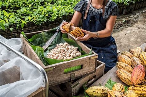 Odrody kakaových bôbov