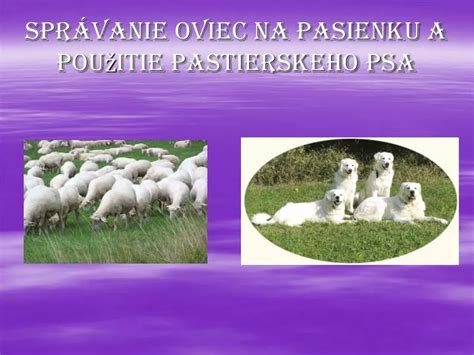 Ilustrácia oviec na pasienku