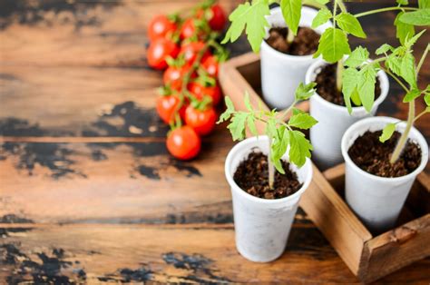 predpestovanie sadeníc rajčín