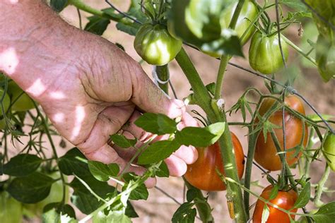 starostlivosť o rastliny rajčín