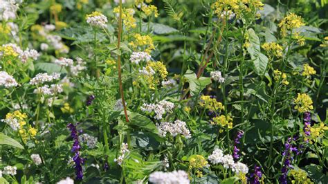Vizualizácia zeleného hnojenia horčicou