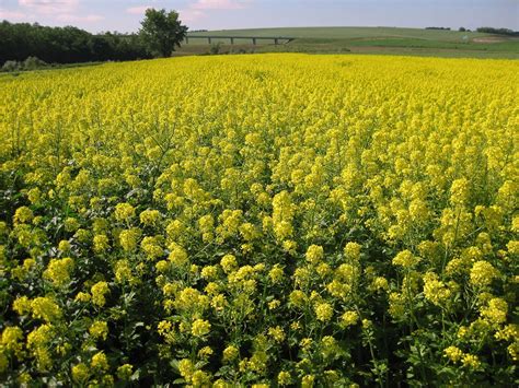 Kvitnúci porast horčice