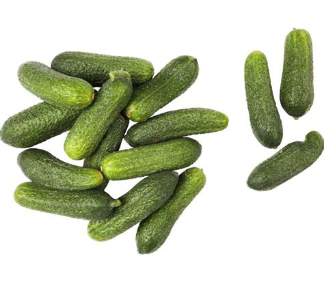 Čerstvé uhorky nakladačky na poli