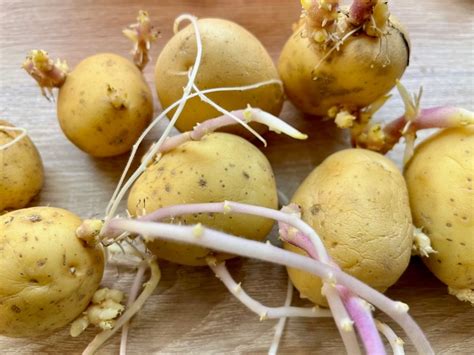 Klíčiace zemiaky v debničke