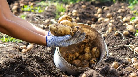 Prihŕňanie zemiakov