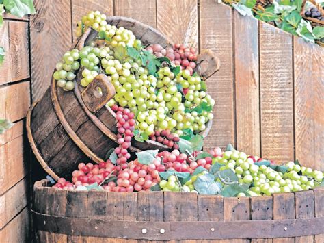 Proces sušenia hrozna