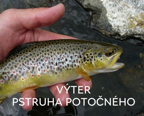 Schematické znázornenie anatómie pstruha potočného