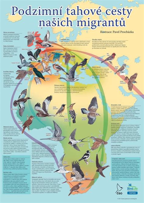 Mapa migrácie vtákov