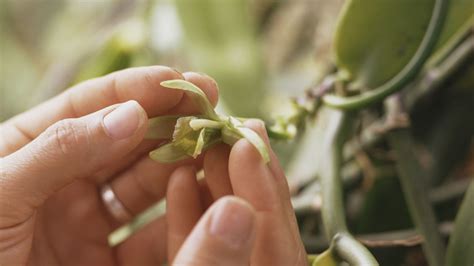Ilustrácia vanilkového struku a rastliny vanilky
