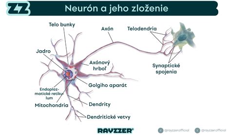 Obrázok znázorňujúci neuróny a mozog