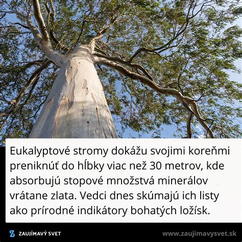 Strom s natretým bielym kmeňom