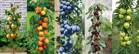 Ovocné stromy rôznych druhov