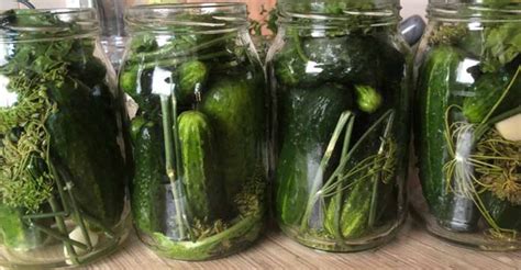 Infografika s postupom plnenia pohárov uhorkami a prísadami