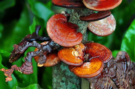 Lekárska huba Reishi (Ganoderma lucidum)