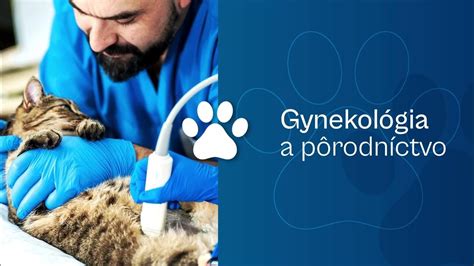 Veterinárny lekár vykonávajúci prehliadku jatočného zvieraťa