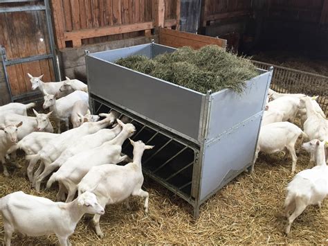 vetvičky na kŕmenie pre kozy