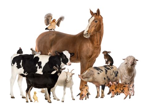 zásoby sena a krmív pre hospodárske zvieratá