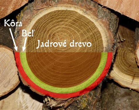 Štruktúra orechového dreva