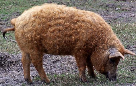Ilustrácia plemena Mangalica