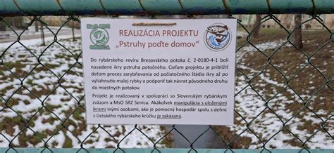 Porovnávacia infografika s rozlišovacími znakmi pstruha potočného a pstruha dúhového