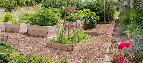 Výsadba paradajok do záhonu