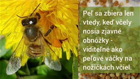 Zloženie včelieho peľu