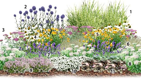 slnečné stanovište pre batáty