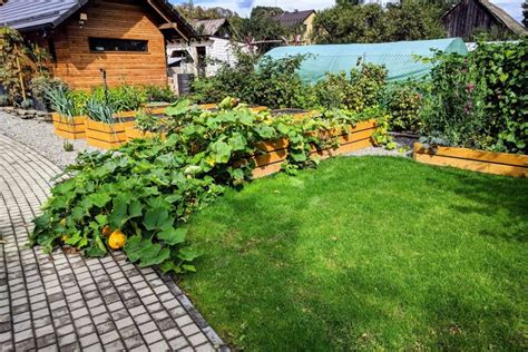 vyvýšené hriadky na pestovanie batátov