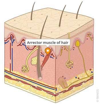 Schéma fungovania svalov arrector pili pri husacej koži