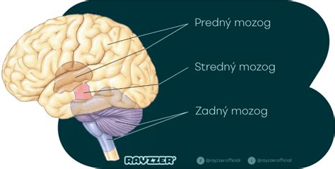 Ľudský mozog a jeho prepojenie s emóciami